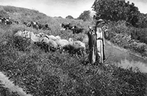 Flocks Prints: Shepherd with sheep and goats, Holy Land