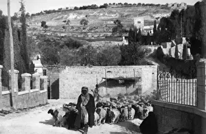 Flock Prints: Shepherd and sheep near Garden of Gethsemane, Jerusalem