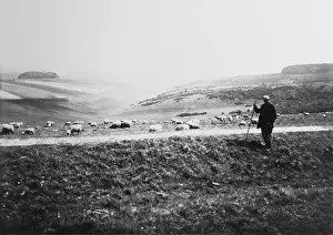 Newmarket Prints: Shepherd and sheep, Newmarket Hill, East Sussex