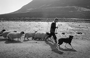 Images Dated 13th June 2019: Shepherd with his sheepdog and sheep beside the River Tees