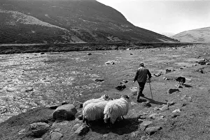Shepherd with his sheepdog and sheep beside the River Tees