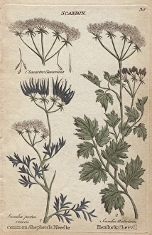 Anthriscus Gallery: Shepherds needle, Scandix pecten veneris