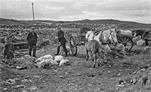 Ponies Prints: Shepherds at North Uist, Outer Hebrides, Scotland