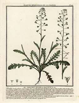 Colour Printing Prints: Shepherd's purse, Capsella bursa-pastoris