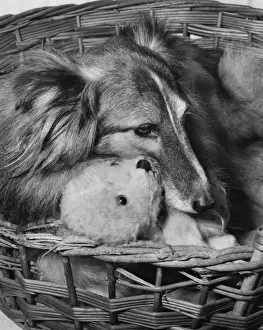 Collie Prints: Shetland Collie and Teddy Bear