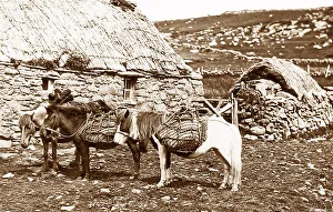 Shetland ponies