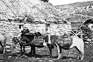 Shetland ponies and a croft, Shetland Isles, Scotland
