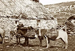 Shetland ponies and a croft, Shetland Isles, Scotland