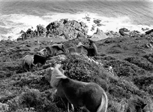 Shetland ponies at The Lizard, Cornwall