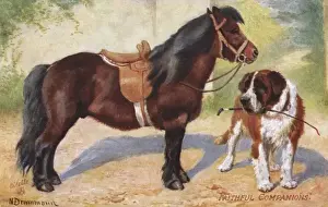 Tack Prints: Shetland Pony and St Bernard Dog