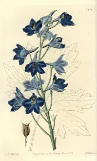 Delphinium Prints: Shewy delphinium, Delphinium speciosum