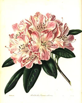 Arboreum Gallery: Shewy hybrid rhododendron, Rhododendron caucasico-arboreum