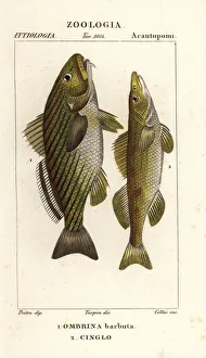 Albany Collection: Shi drum and cingle