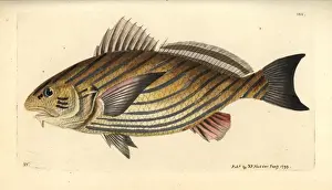 Thenaturalistsmiscellany Prints: Shi drum fish, Umbrina cirrosa