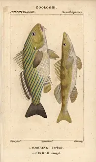 Hippolyte Prints: Shi drum, Umbrina cirrosa, and cingle, Zingel zingel