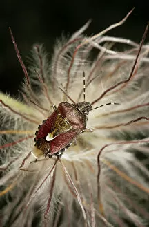 Shield Bug / Stink bug - in a dandelion