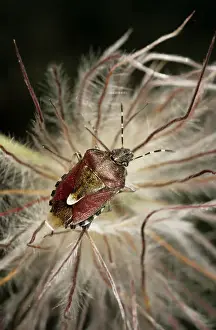 Dandelion Prints: Shield Bug / Stink bug - in a dandelion