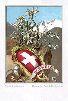 Shield and flag of Switzerland with Edelweiss flower