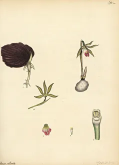 Herbarium Prints: Shield orchid, Nervilia plicata