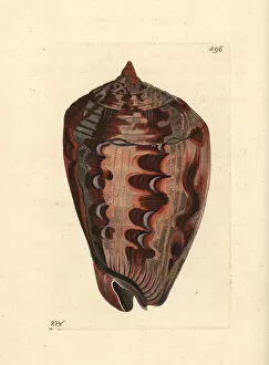 Mollusk Collection: Shielded dogwhelk, Nassarius arcularia plicatus