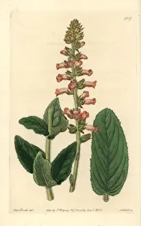 Shifting leaved gesnera, Sinningia allagophylla