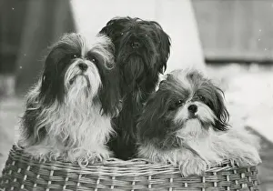 THREE SHIH TZU / 1949