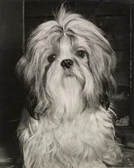 Shih Tzu