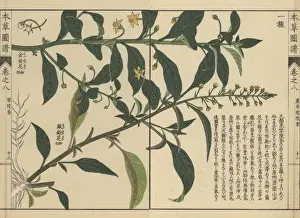 Illustratedguidetomedicinalplants Prints: Shikoku loosestrife and another loosestrife species