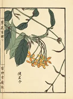 Shikunshi, Chinese honeysuckle, Combretum indicum