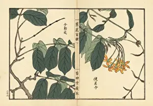 Shikunshi, Chinese honeysuckle, Combretum indicum