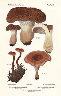 Fungus Collection: Shingled hedgehog, zoned hydnellum and pinecone mushroom