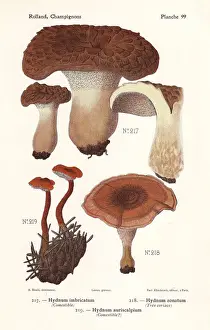Fungus Prints: Shingled hedgehog, zoned hydnellum and pinecone mushroom