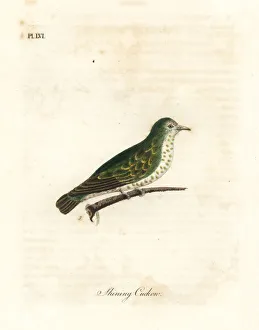Shining Collection: Shining bronze cuckoo, Chrysococcyx lucidus