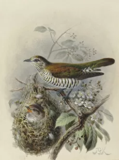 John Gerrard Keulemans Collection: Shining Cuckoo (adult & young in Warbler nest)