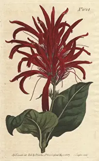 Shining-leaved justica with bright crimson