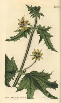Shining-leaved loasa, Loasa nitida