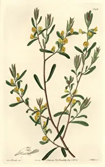 Shining-leaved pultenaea or graceful bush-pea