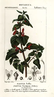 Shining Collection: Shining-leaved sage, Salvia formosa