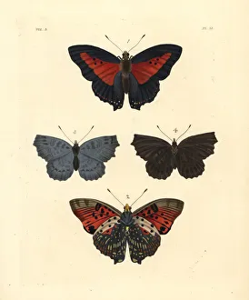 Shining Collection: Shining red charaxes and Biblis ariadne?