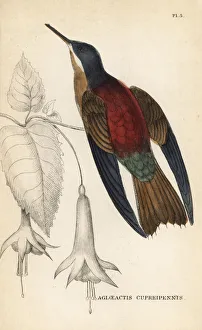 Sunbeam Collection: Shining sunbeam, Aglaeactis cupripennis