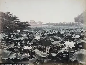 Shinobazu pond, Uyeno at Tokio
