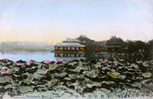 Ponds Collection: Shinobazu Ponds, Ueno Park, Taito, Tokyo, Japan