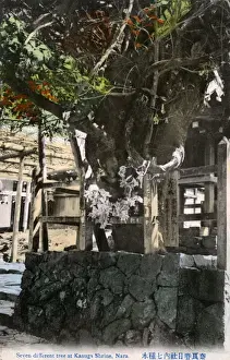 Shinto Kasuga Grand Shrine, Nara, Japan - Old Tree