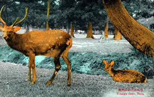 Messengers Prints: Shinto Kasuga Shrine at Nara, Japan - The Deer Park