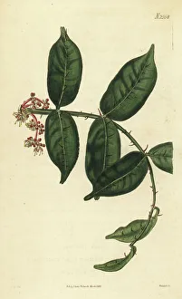 Weddell Prints: Shiny-leaf prickly-ash, Zanthoxylum nitidum