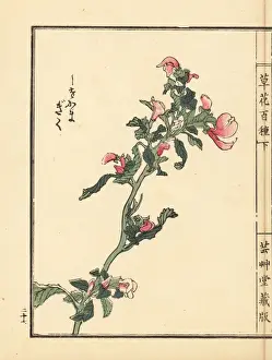 Gardenflower Prints: Shiogama kiku or lousewort, Pedicularis chamissonis