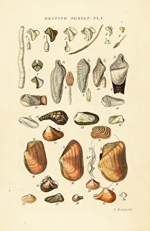 Gastropod Prints: Ship worms, piddocks and other borers