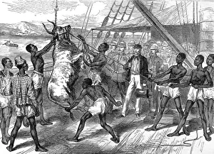 Acing Gallery: Shipping bullocks to Cape Coast Castle, 1874