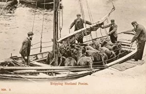 Images Dated 28th July 2011: Shipping Shetland Ponies