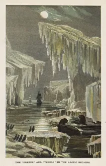 Seals Gallery: SHIPS AMONG ICEBERGS